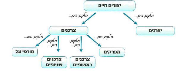 (בספר 4 תמונות)